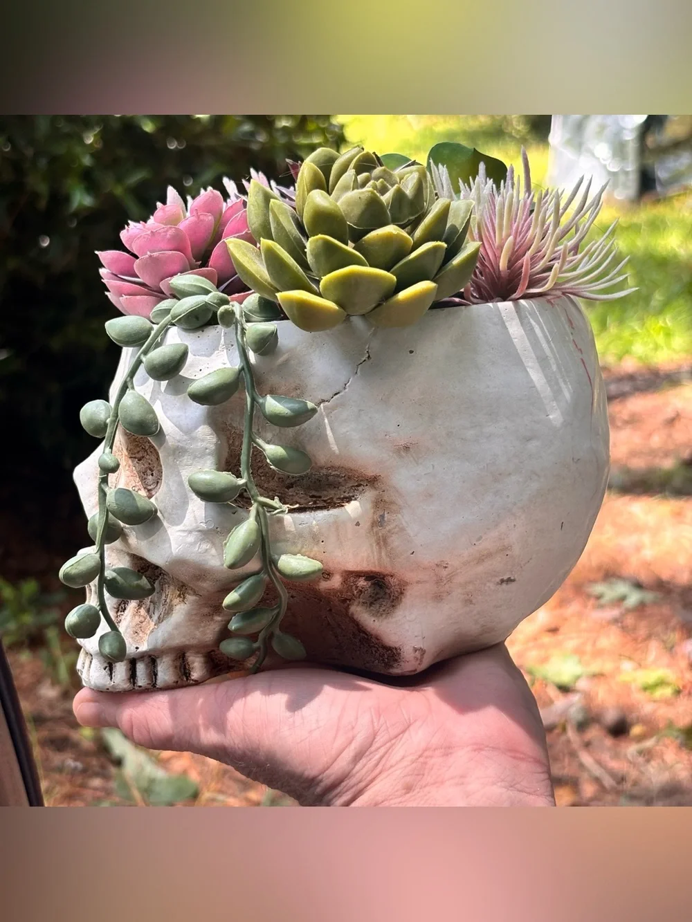 Gothic Skull Planter w/ Faux Succulents
